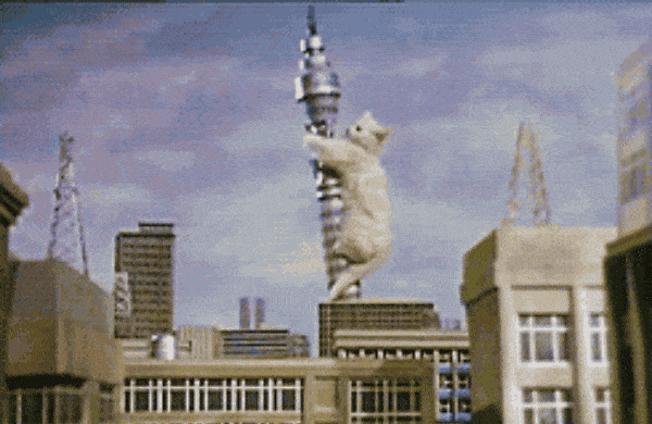 Kitten Kong on the BT Tower