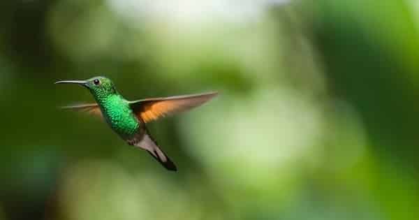 Android users warned of HummingBad malware, as millions of devices infected