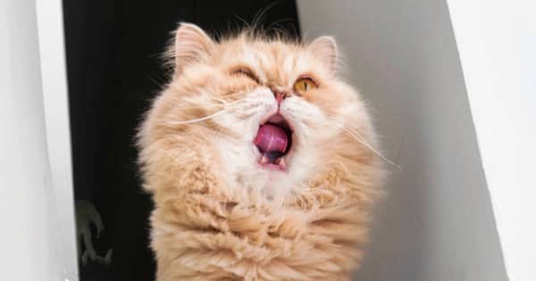 Cat-themed mobile ransomware steals SMS messages, encrypts files