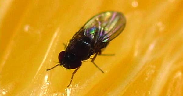 FBI investigating infections tied to fruitful FruitFly malware